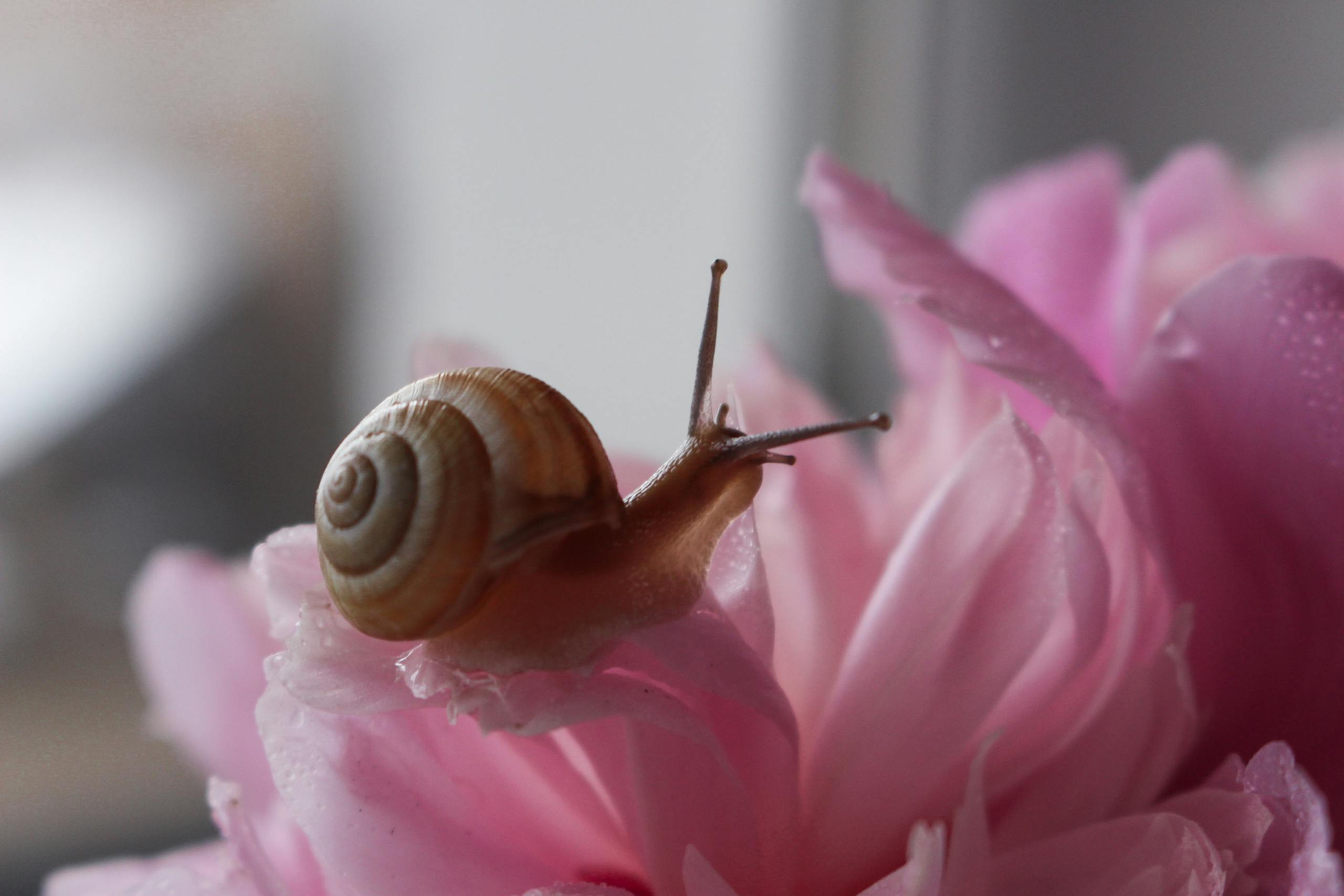 A detailed close-up of a garden snail on a vibrant pink flower, showcasing natural beauty.