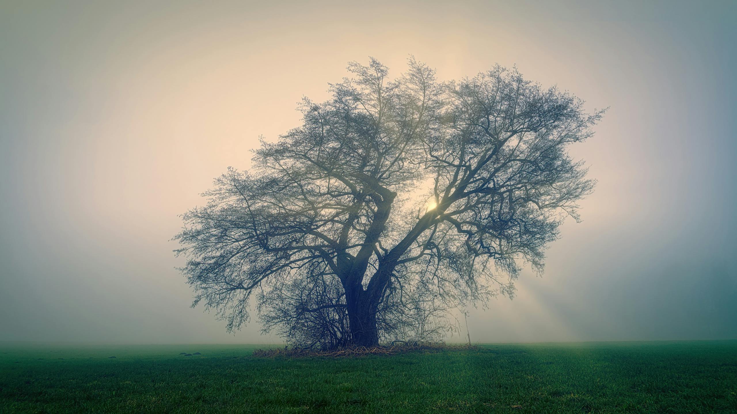 A solitary tree standing in a foggy field during sunrise, creating a moody atmosphere.