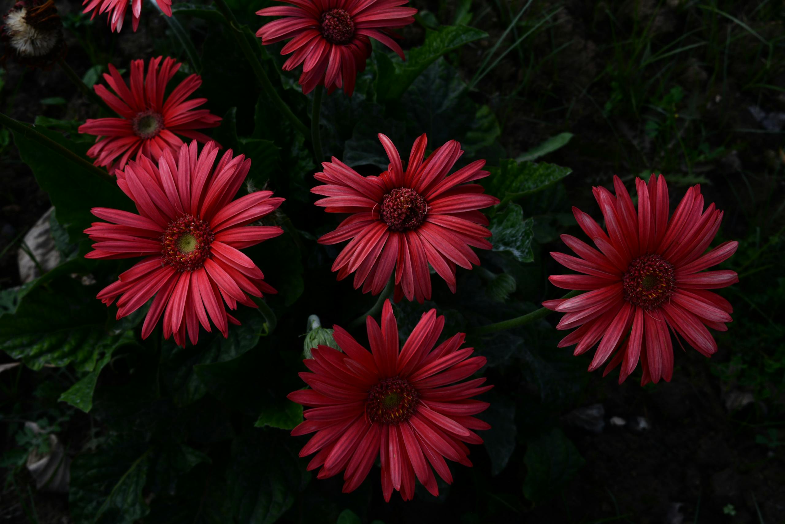 A stunning close-up of vibrant red daisies in full bloom, capturing the beauty of nature.