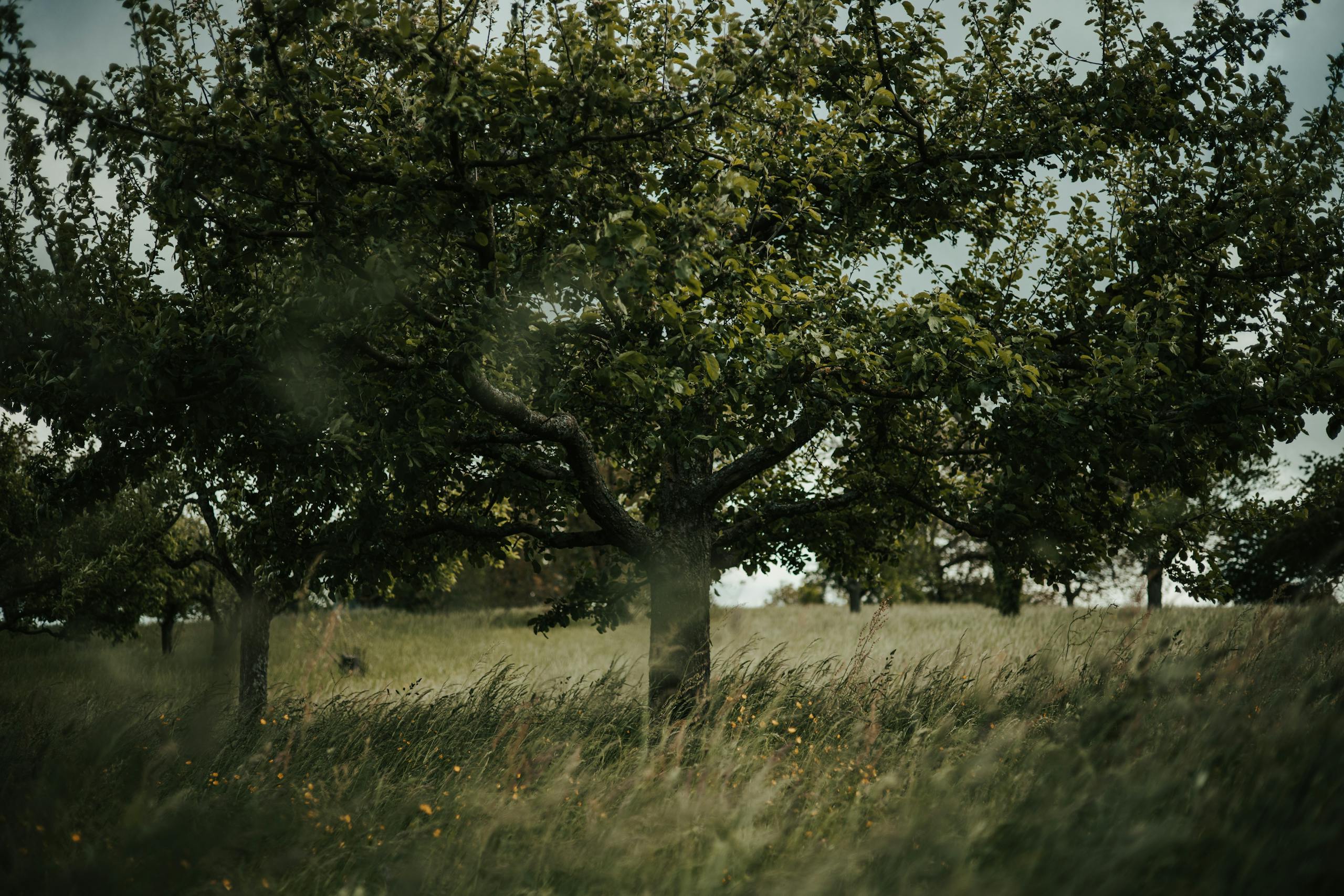 Serene apple orchard with lush greenery in Bretten, Germany, perfect for nature lovers.