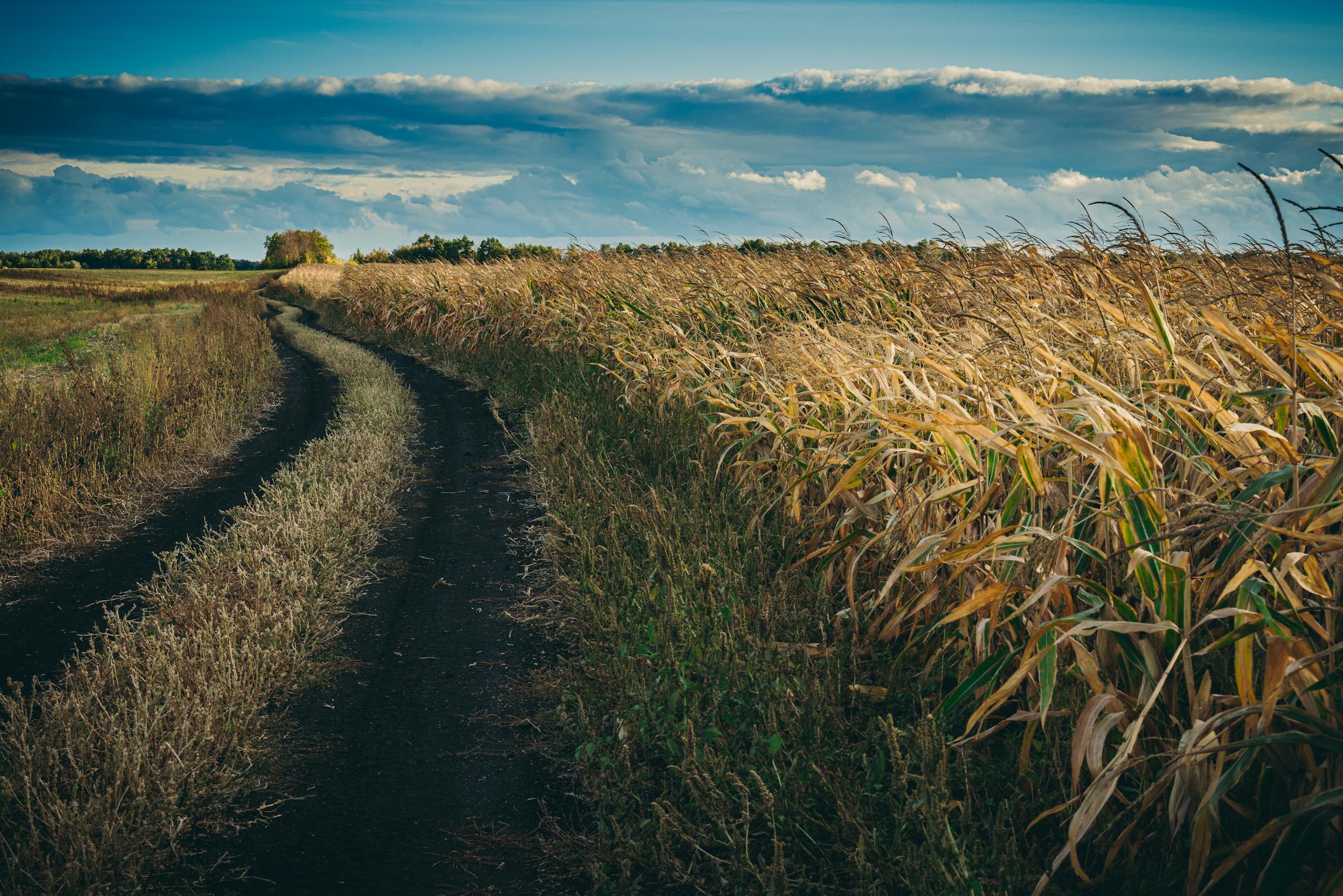 Tranquil rural path through a cornfield in the Russian countryside under a dramatic sky.
